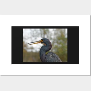 Tricolor Heron Calling Out Posters and Art